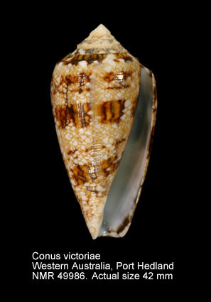 Conus victoriae.jpg - Conus victoriaeReeve,1843